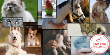 Canada pet care